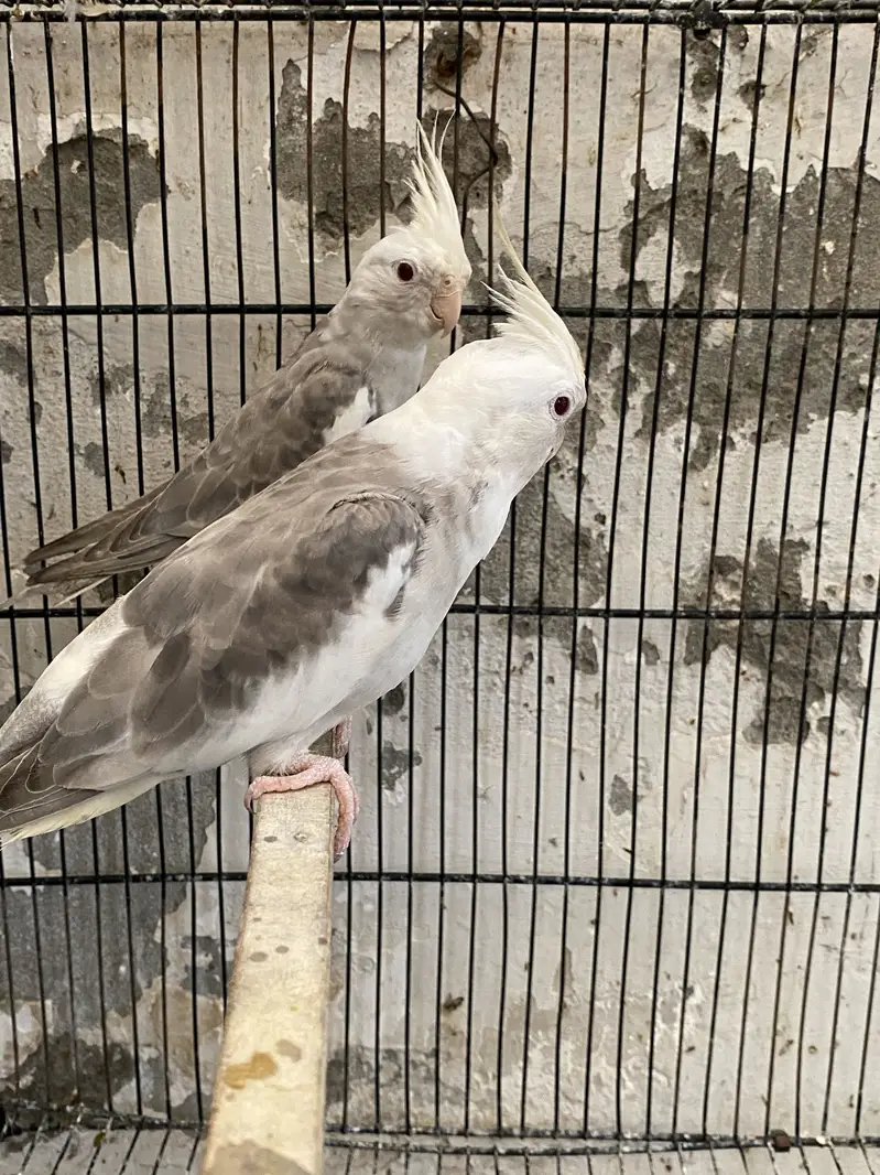 Cockatiel Mutations — photo 10