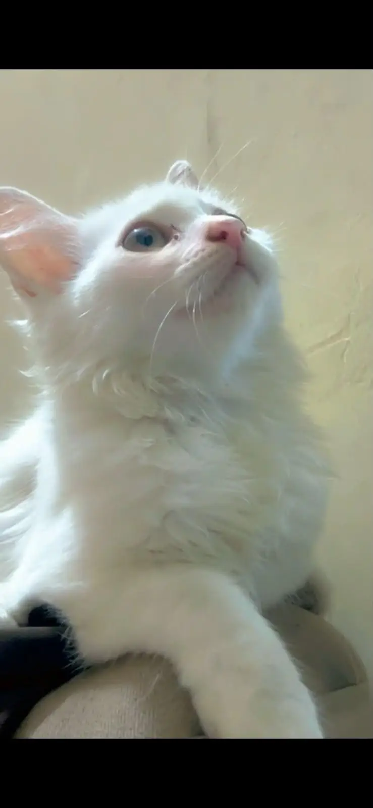 2 Persian Male Cats for Sale | 3.5 Months Old | Healthy & Playful — photo 4