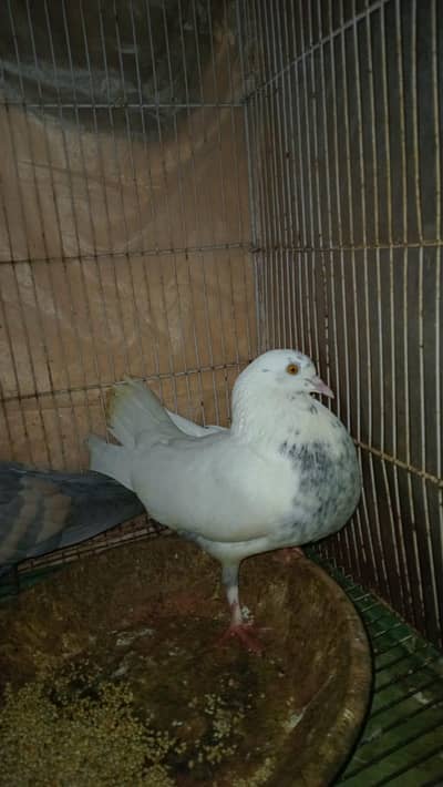 pigeon pair for sale