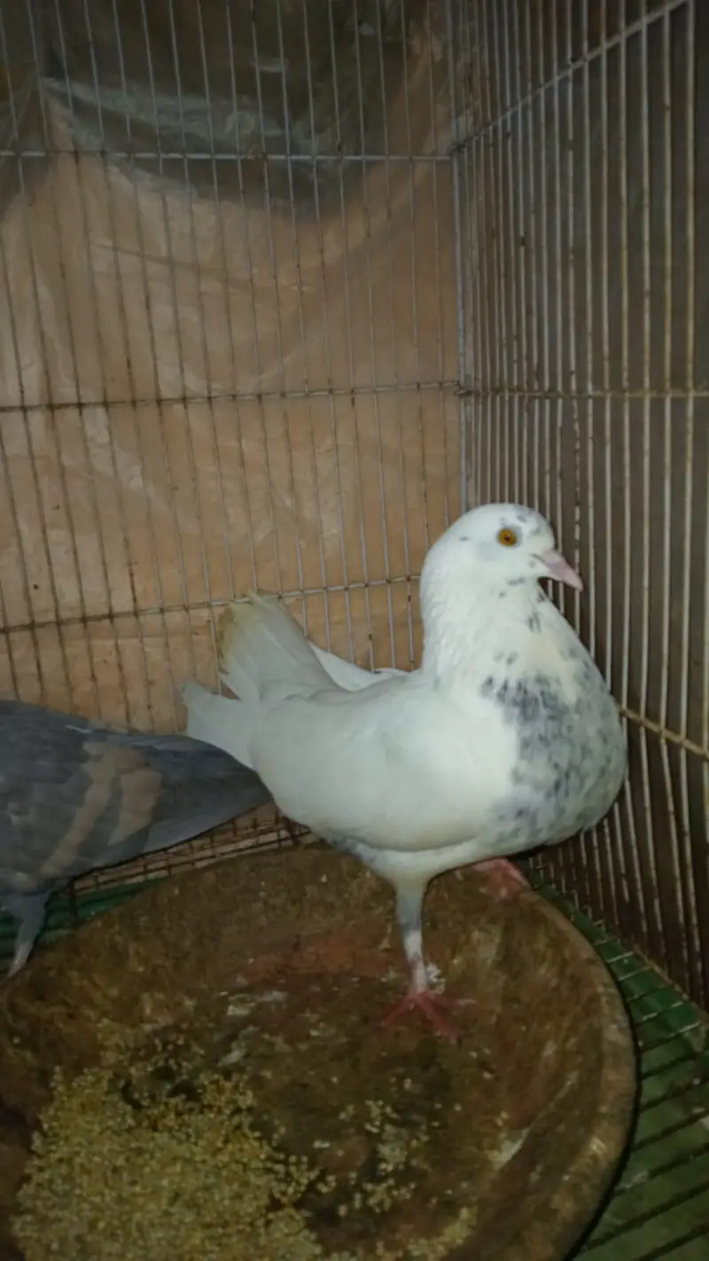pigeon pair for sale — photo 2