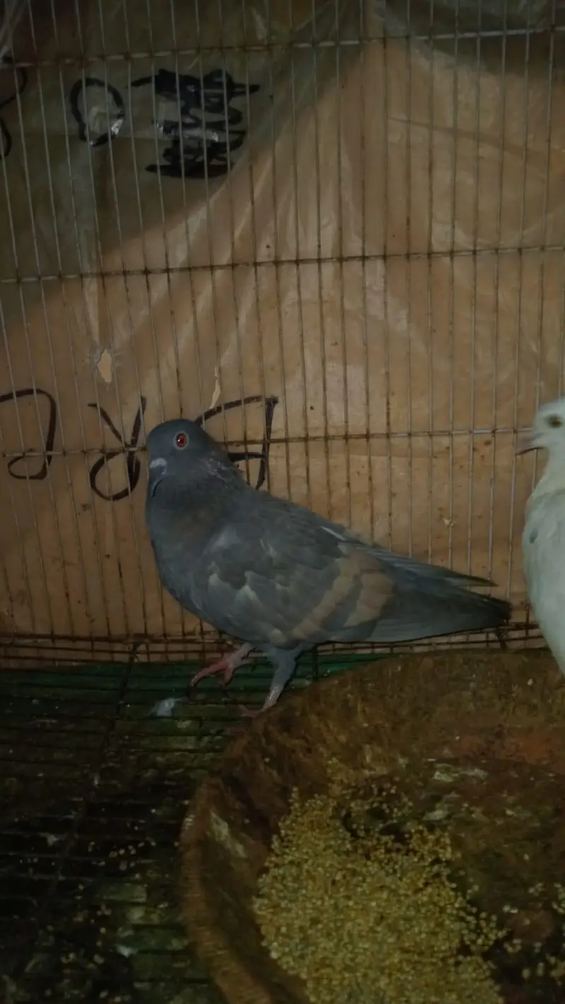 pigeon pair for sale — photo 3