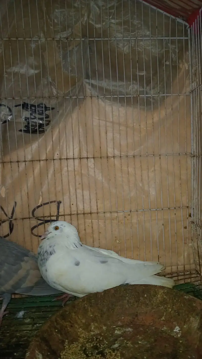 pigeon pair for sale — photo 4
