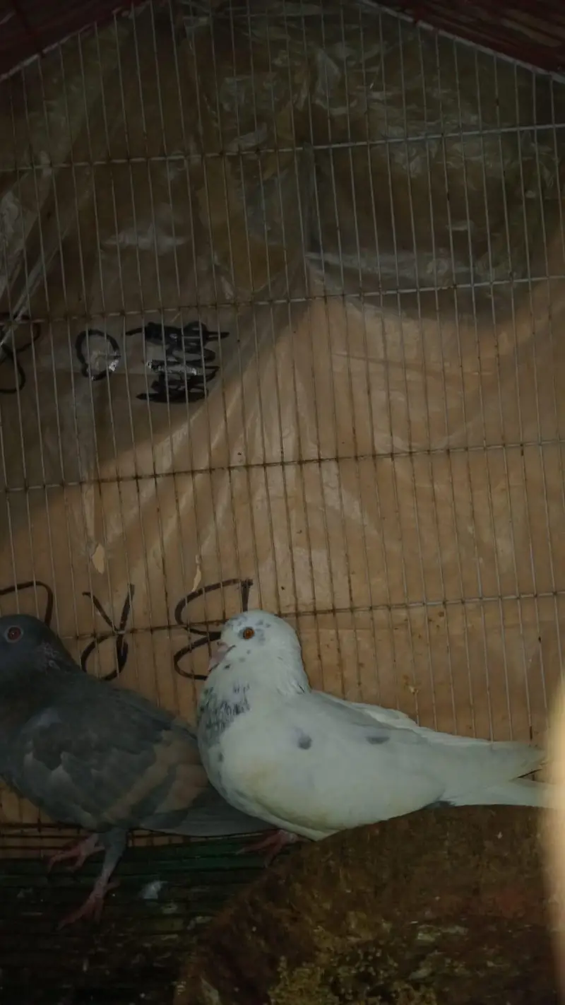 pigeon pair for sale — photo 5