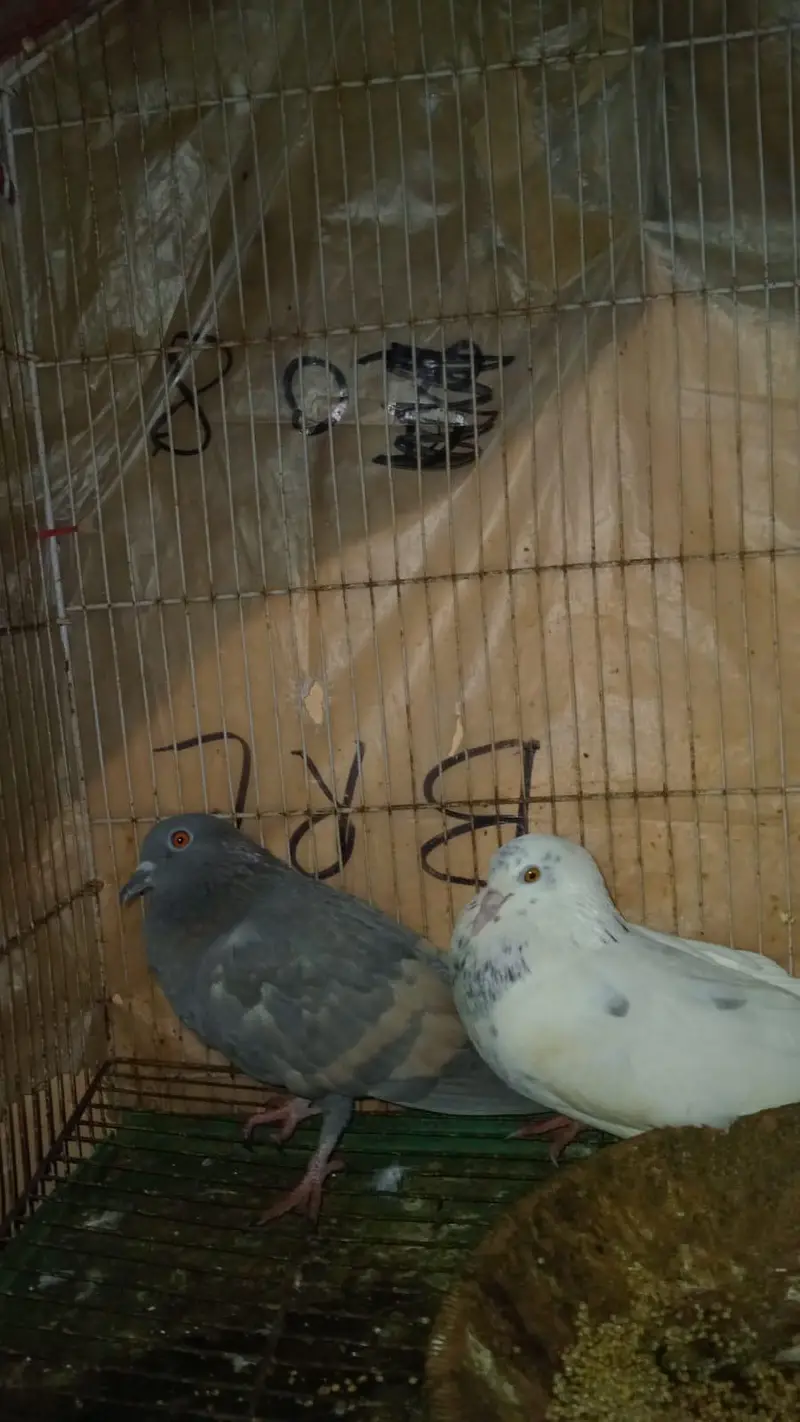 pigeon pair for sale — photo 6