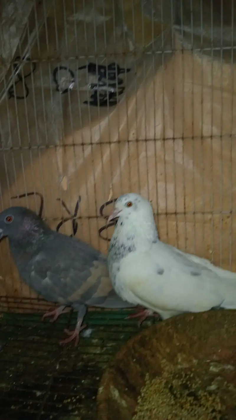 pigeon pair for sale — photo 7