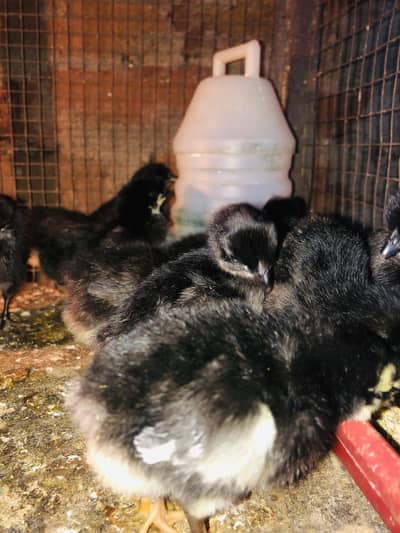 Astralop chicks for sale