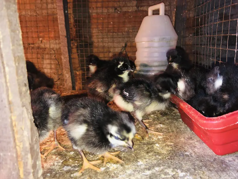 Astralop chicks for sale — photo 2