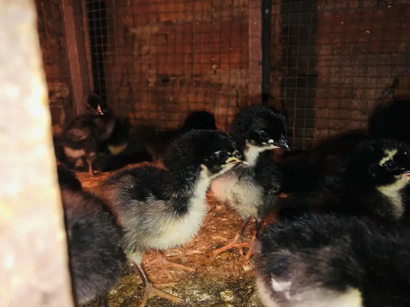 Astralop chicks for sale — photo 3