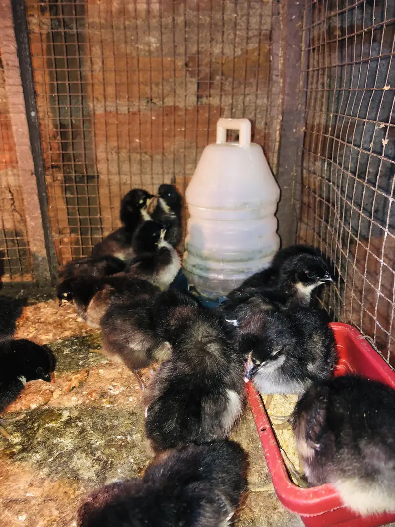 Astralop chicks for sale — photo 4