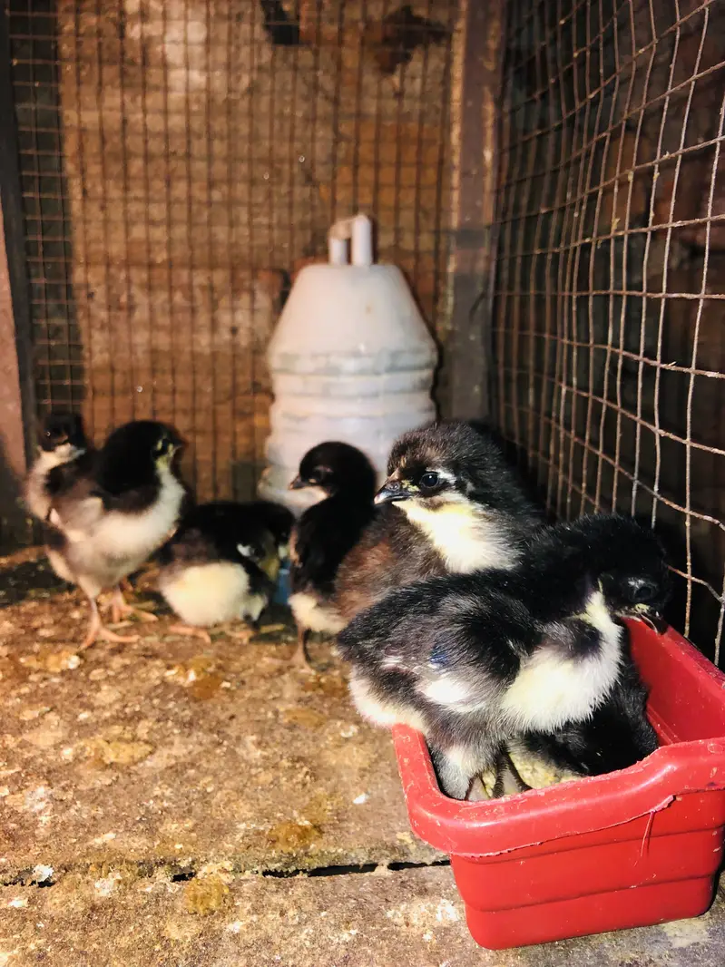 Astralop chicks for sale — photo 5