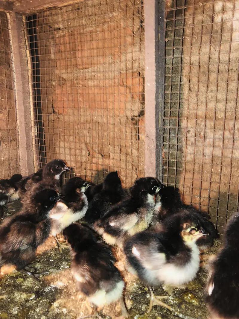 Astralop chicks for sale — photo 6