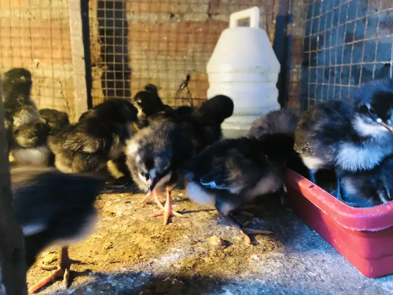 Astralop chicks for sale — photo 7