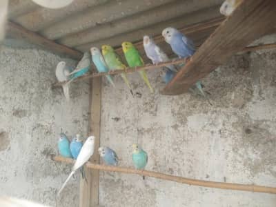 lovebird,finches,bhjes