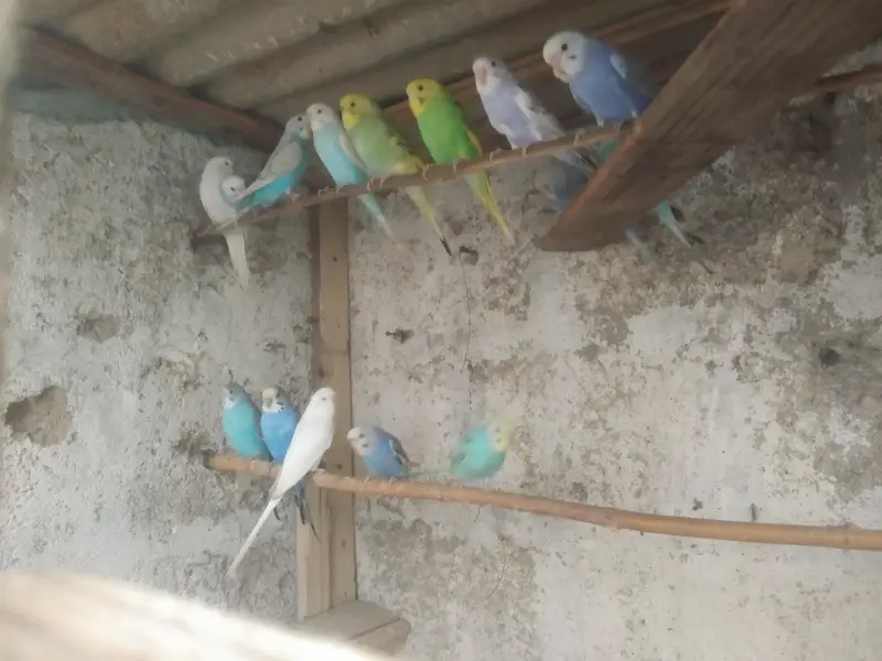 lovebird,finches,bhjes — photo 2