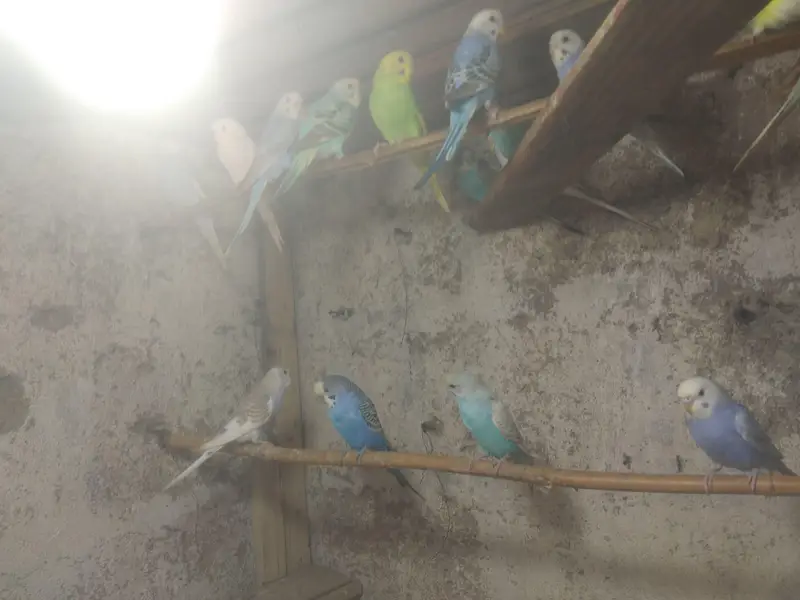 lovebird,finches,bhjes — photo 3