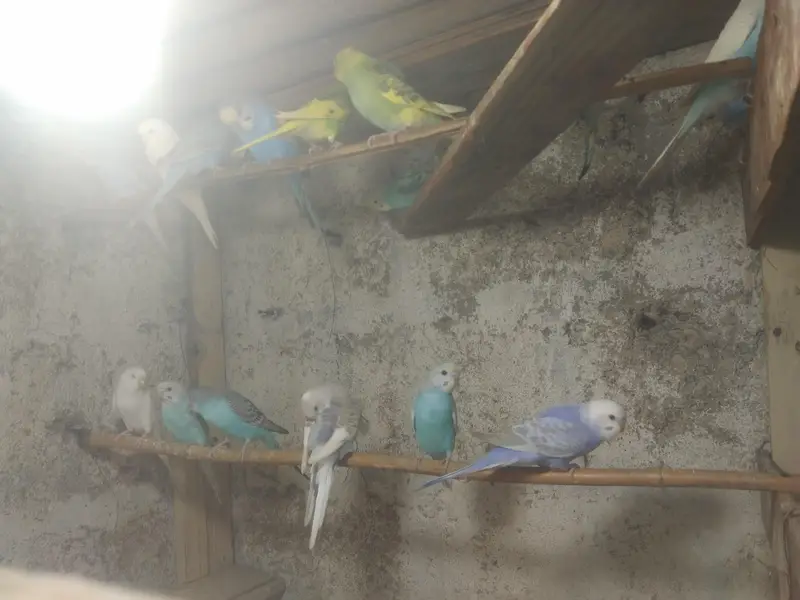 lovebird,finches,bhjes — photo 4