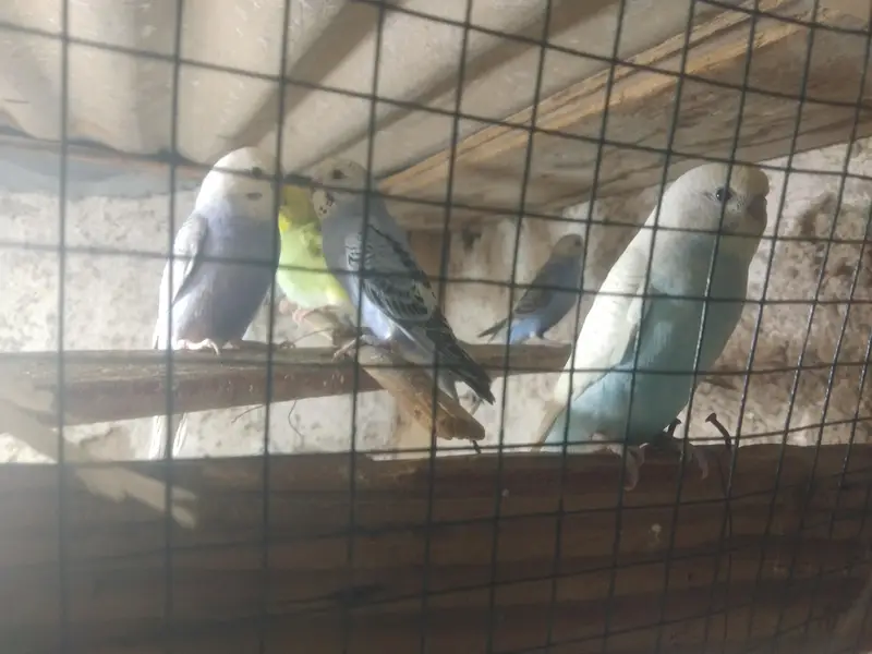 lovebird,finches,bhjes — photo 5
