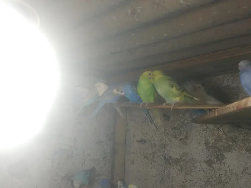 lovebird,finches,bhjes — photo 6