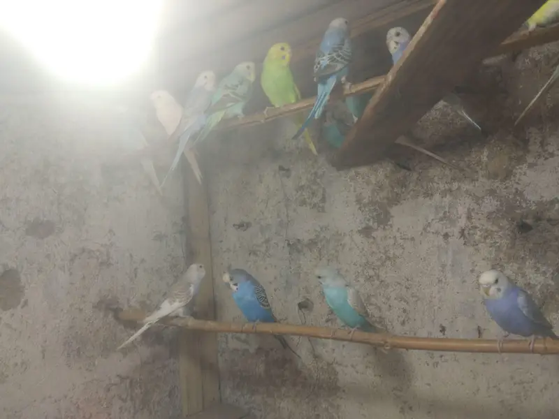 lovebird,finches,bhjes — photo 7