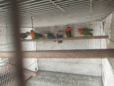 lovebird,finches,bhjes