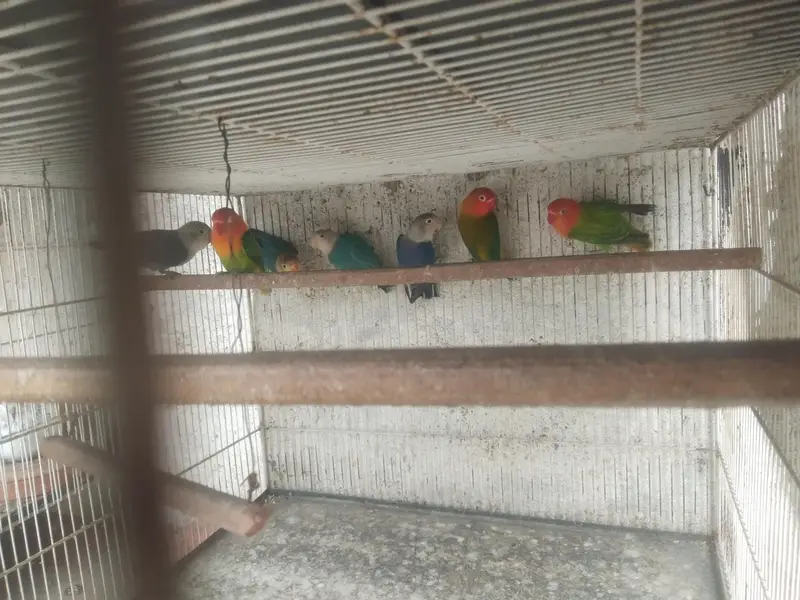 lovebird,finches,bhjes — photo 9