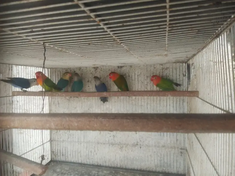 lovebird,finches,bhjes — photo 10