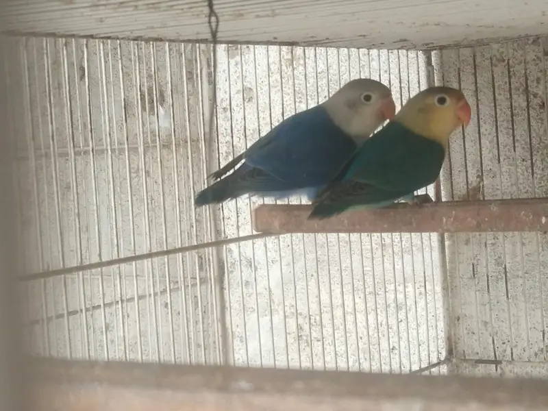 lovebird,finches,bhjes — photo 11