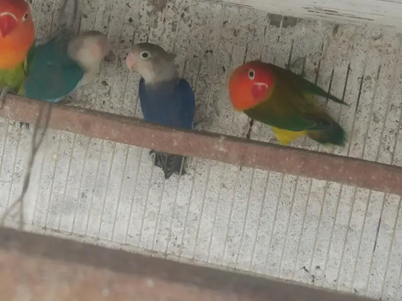lovebird,finches,bhjes — photo 12