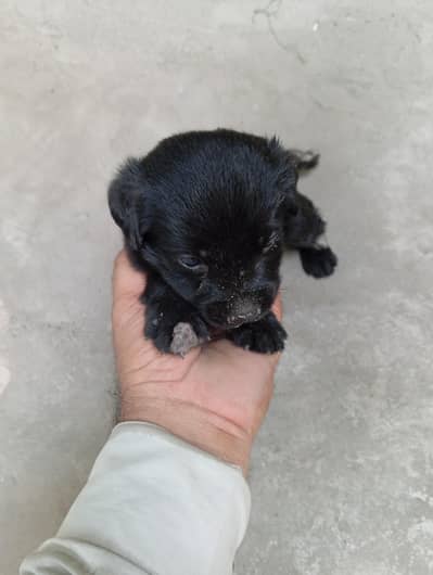 Golden retriver puppy for sall Pure labra dogs age 20days