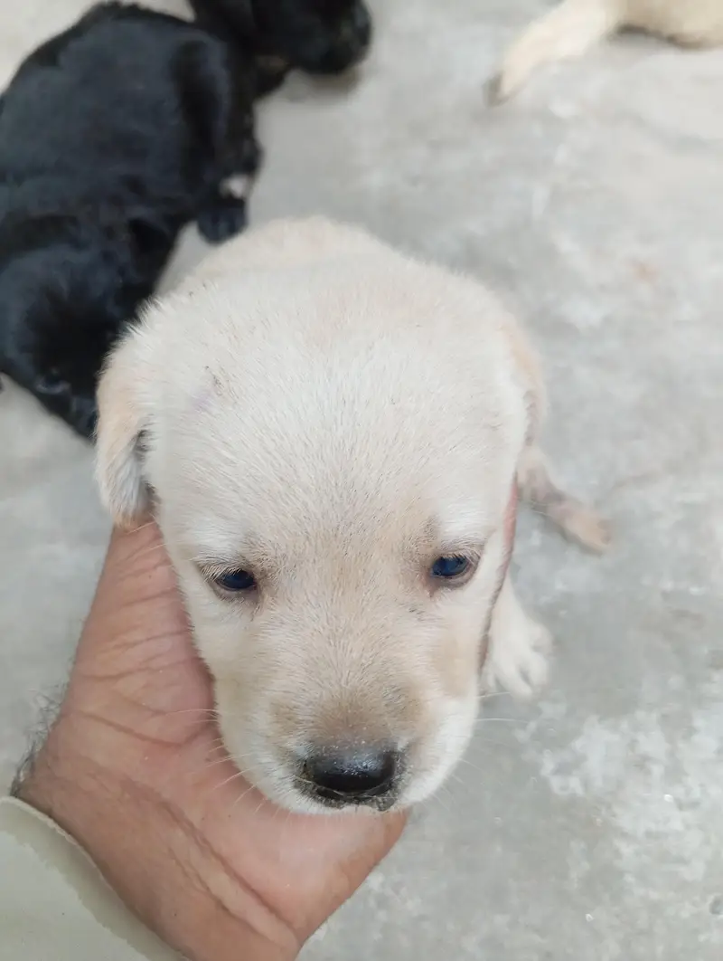 Golden retriver puppy for sall 20days wtsp# 03224589686 — photo 2