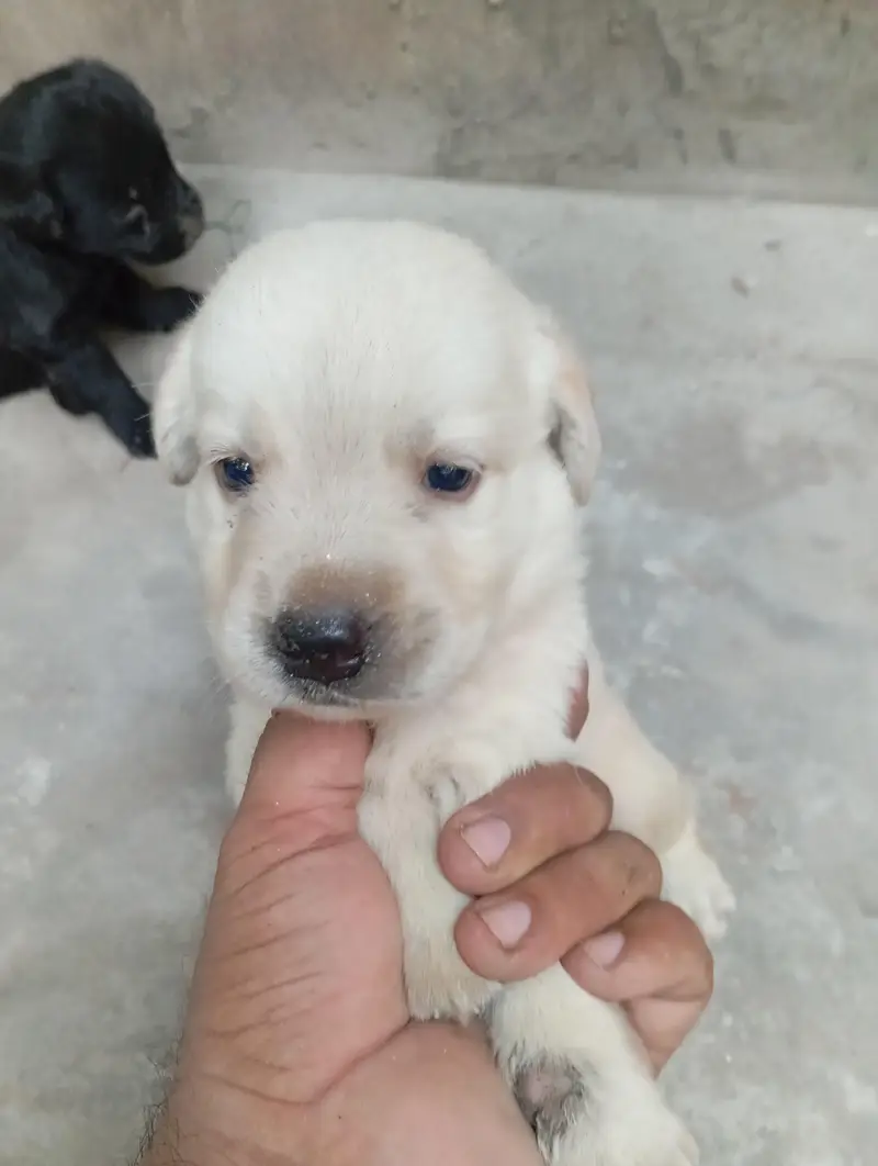 Golden retriver puppy for sall 20days wtsp# 03224589686 — photo 3