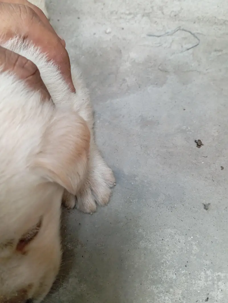 Golden retriver puppy for sall 20days wtsp# 03224589686 — photo 4