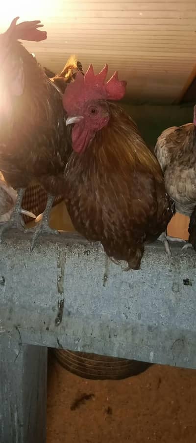 2 Misri Murghay for sale