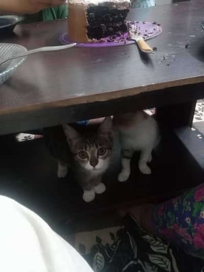 kitten adoption