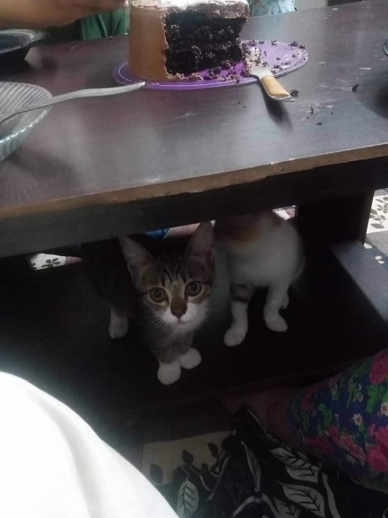 kitten adoption 0