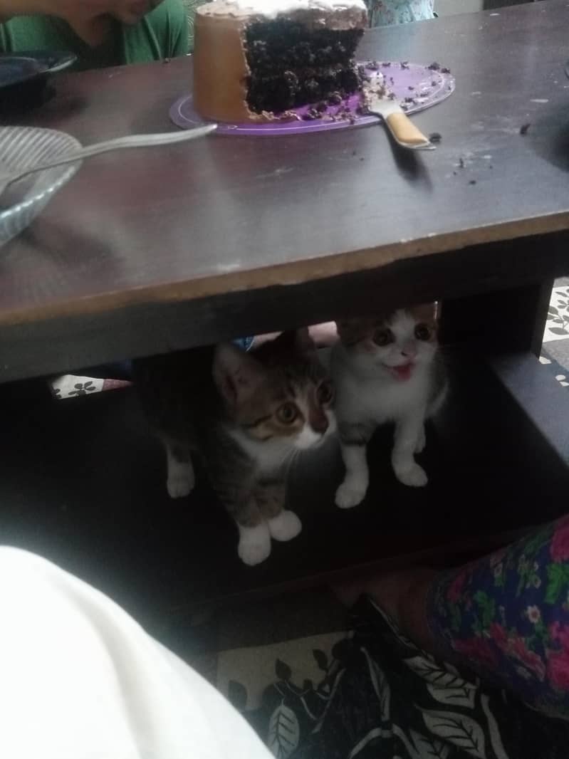 kitten adoption 1