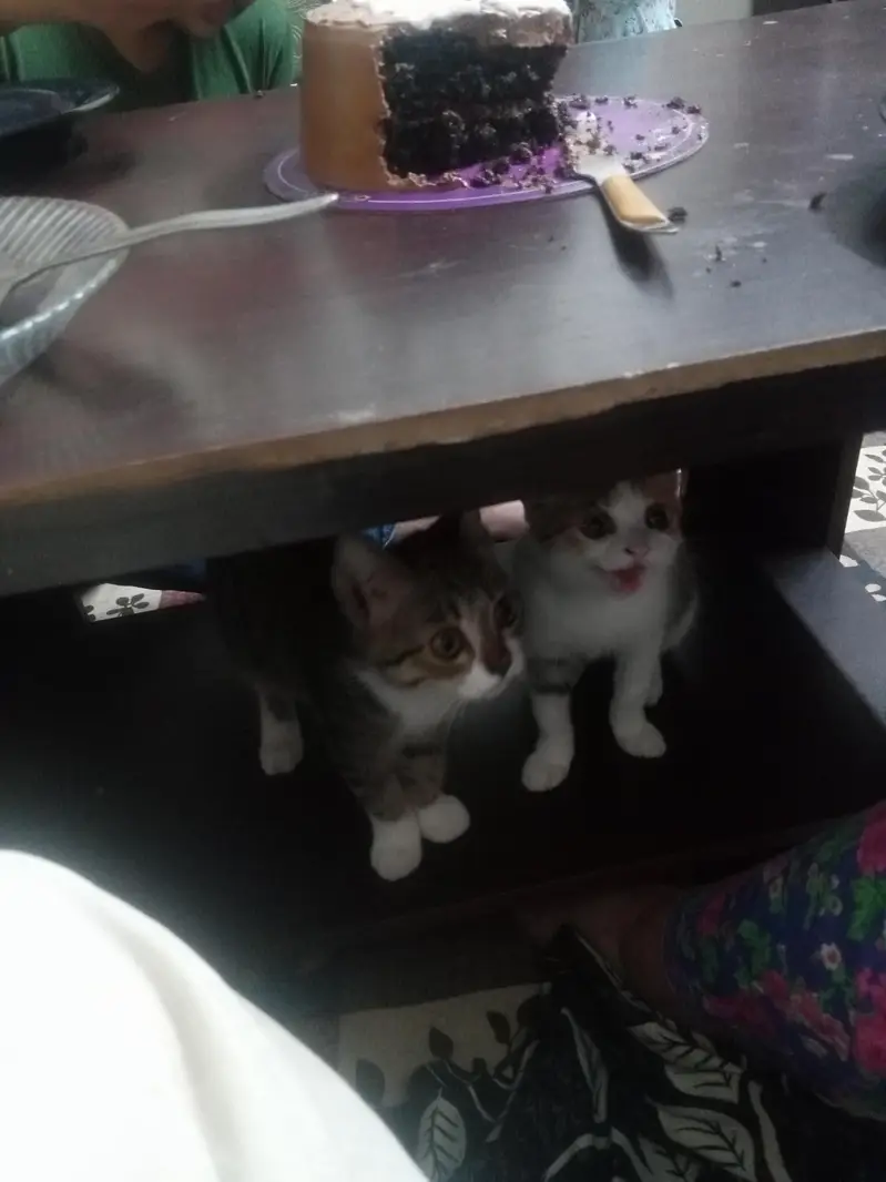 kitten adoption — photo 2