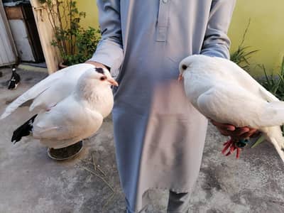 3 kabotar for sale full healthy