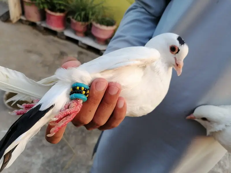 3 kabotar for sale full healthy — photo 6
