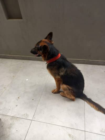 Royal Bloodline Trained Security GSF