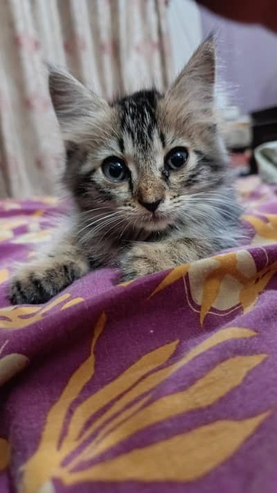 Cute Male Person Cat