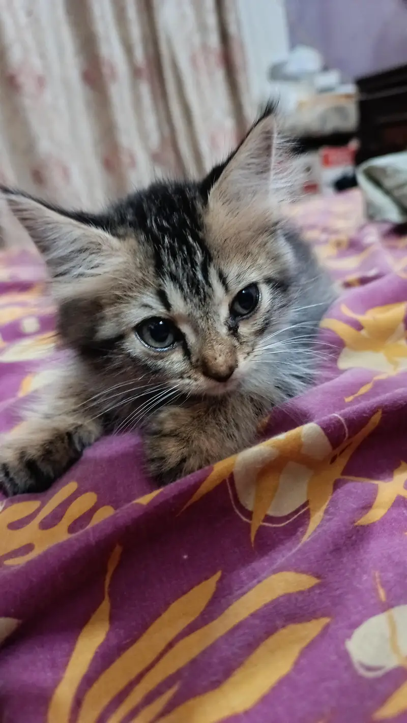 Cute Male Person Cat — photo 2