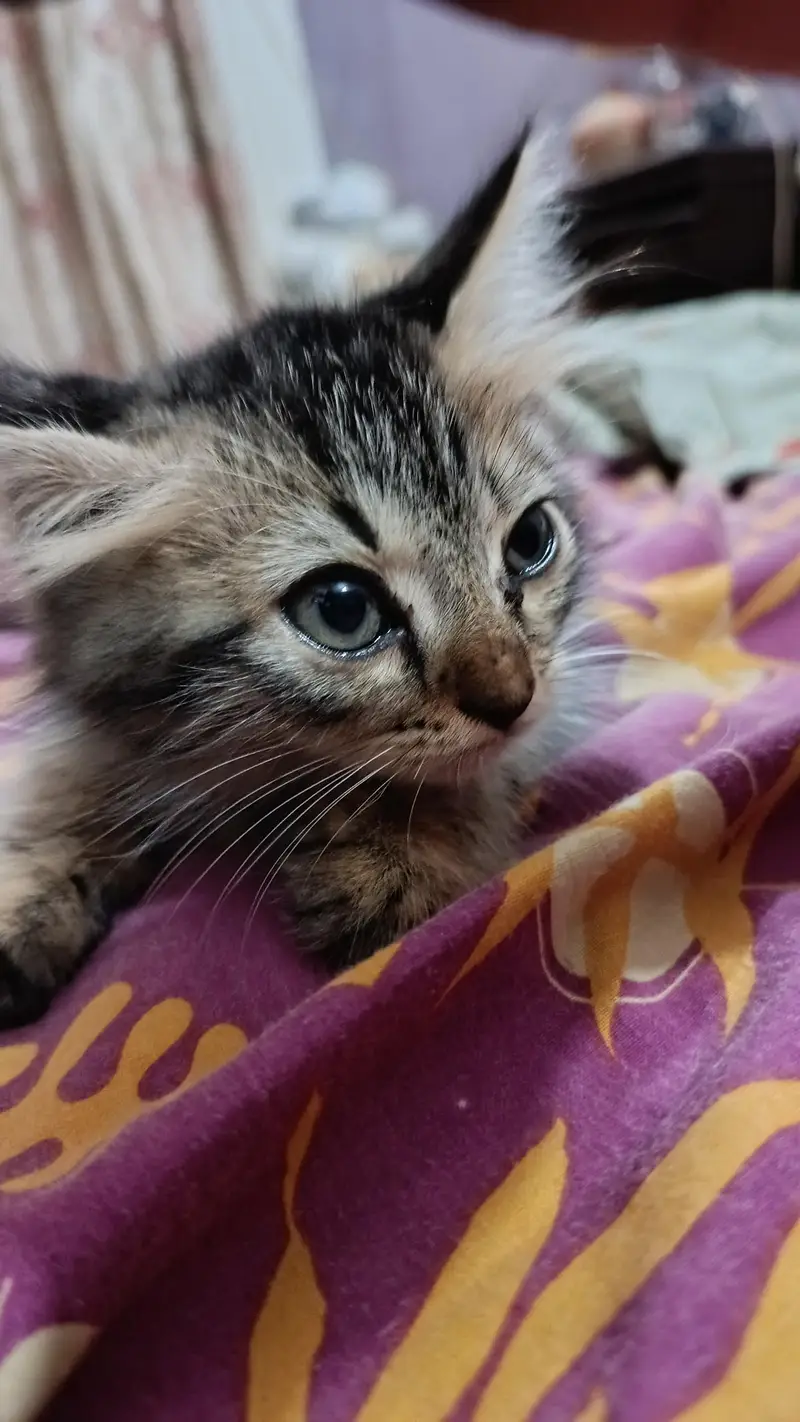 Cute Male Person Cat — photo 3