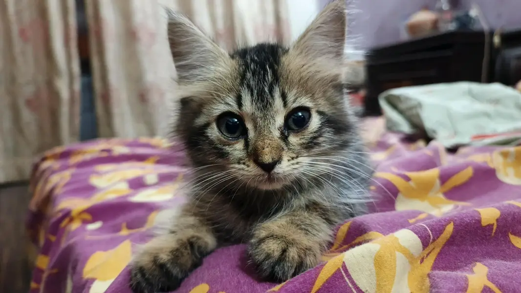 Cute Male Person Cat — photo 4