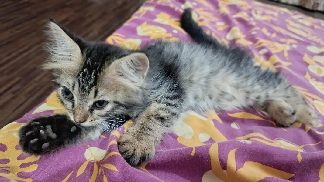 Cute Male Person Cat — photo 5