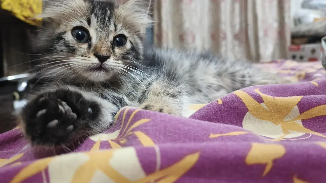 Cute Male Person Cat — photo 6