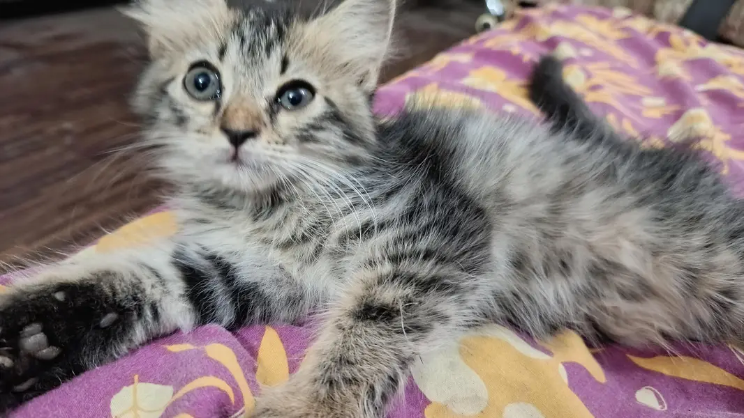 Cute Male Person Cat — photo 7