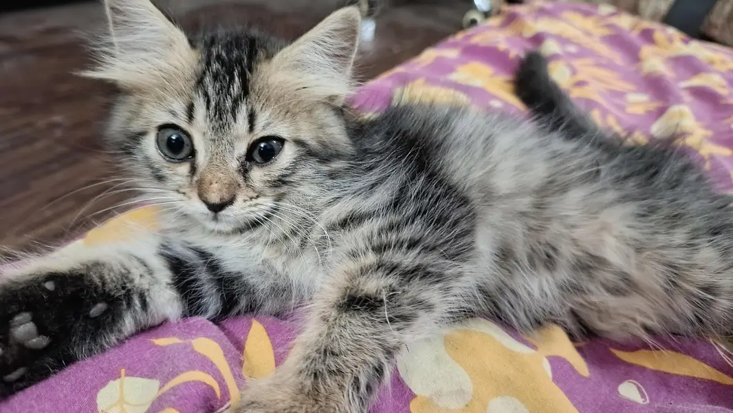 Cute Male Person Cat — photo 8