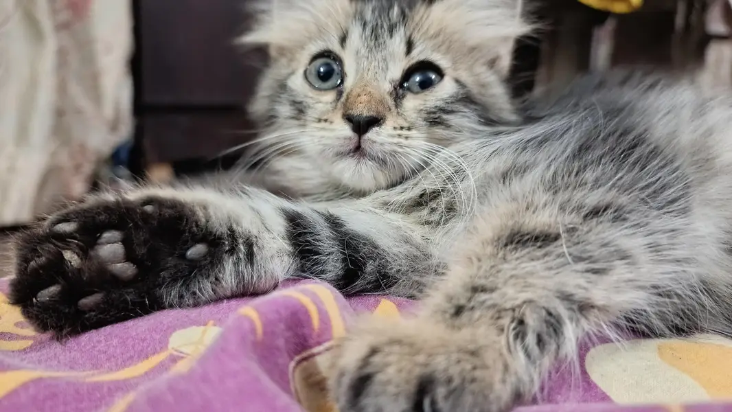 Cute Male Person Cat — photo 9