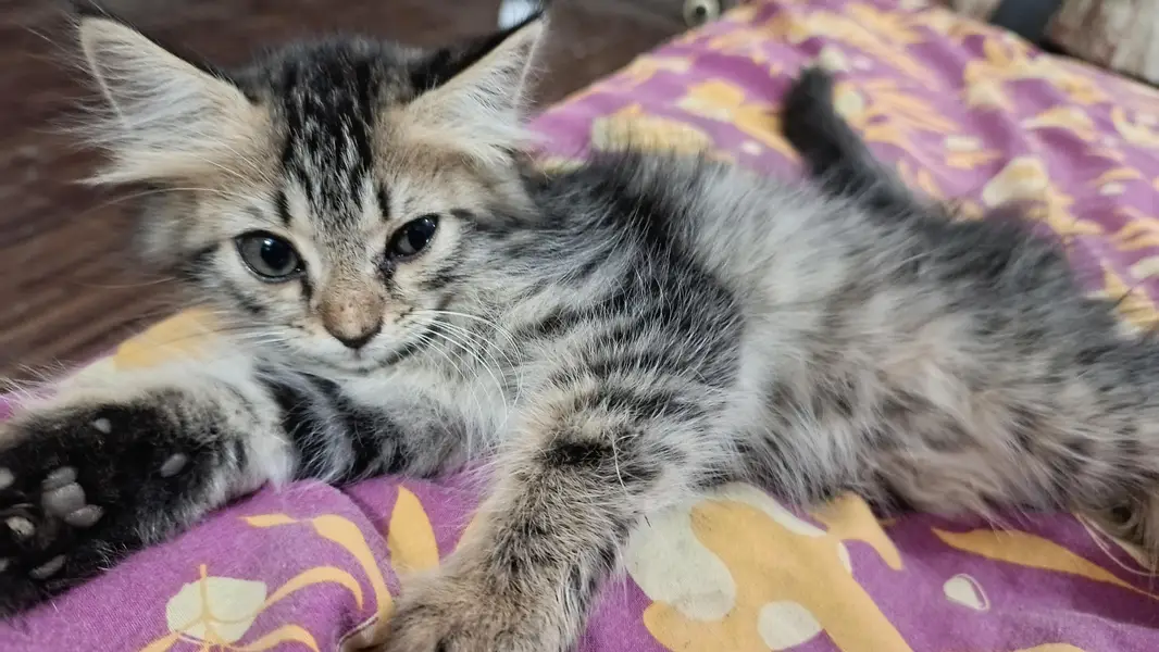 Cute Male Person Cat — photo 10